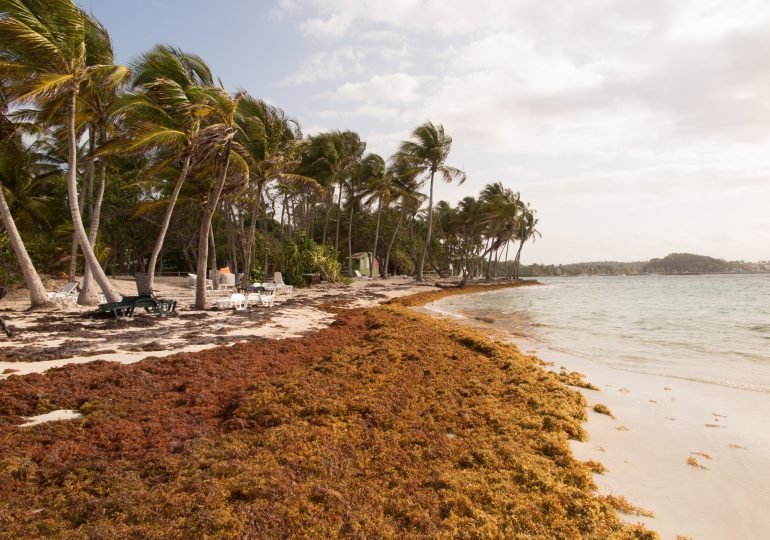 Sargassum